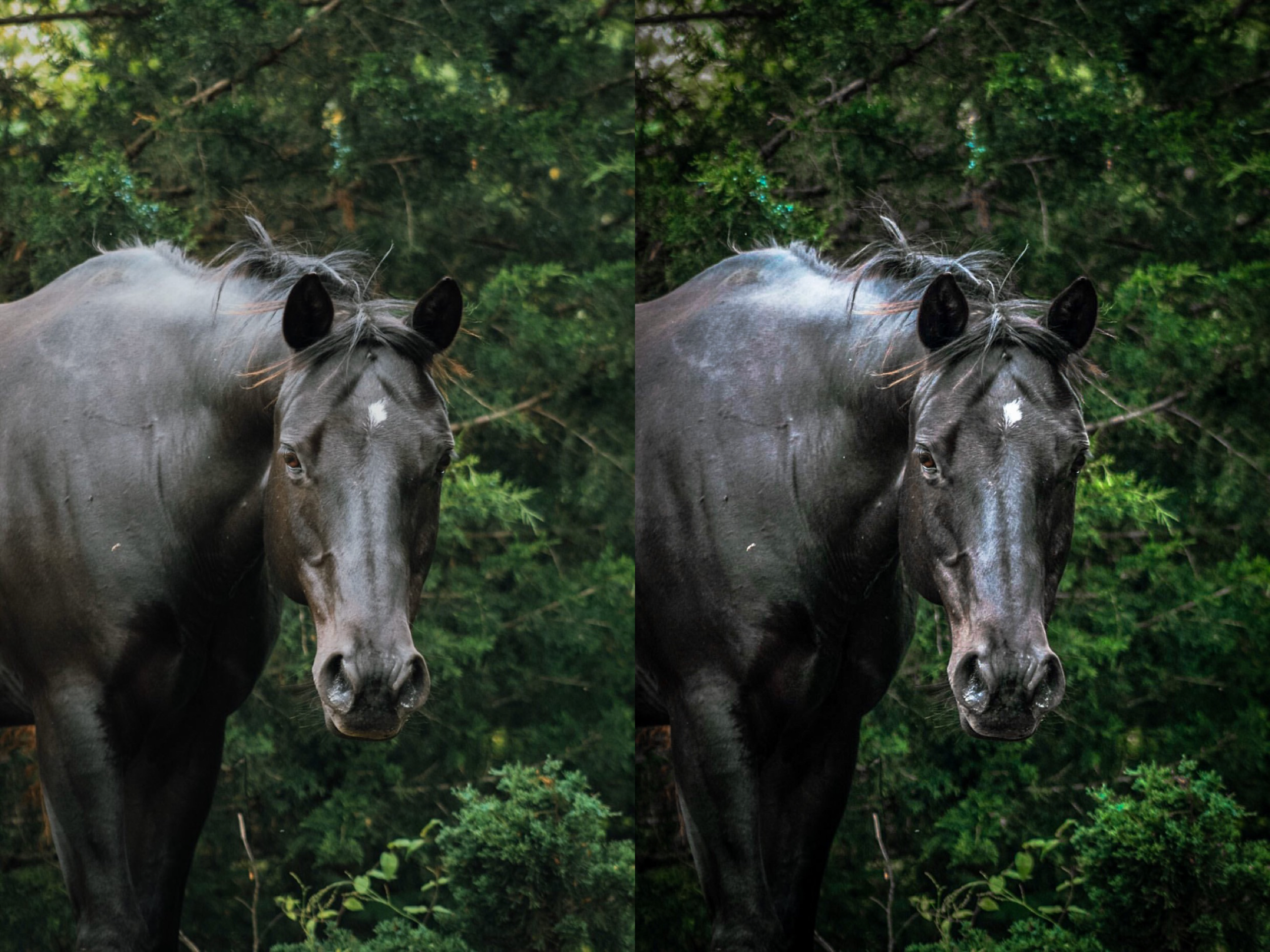 Black Horse Pack - Modern Cowgirl Presets