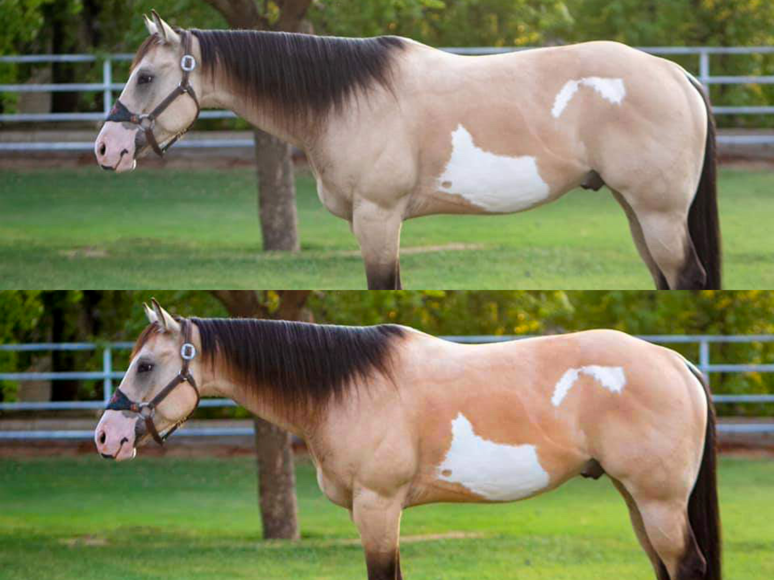 Buckskin Pack - Modern Cowgirl Presets