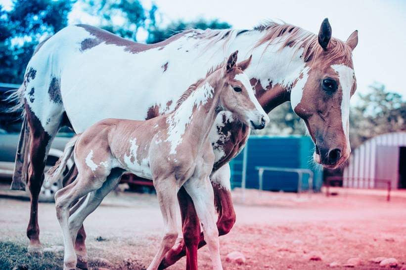 Rocket Pop - Modern Cowgirl Presets