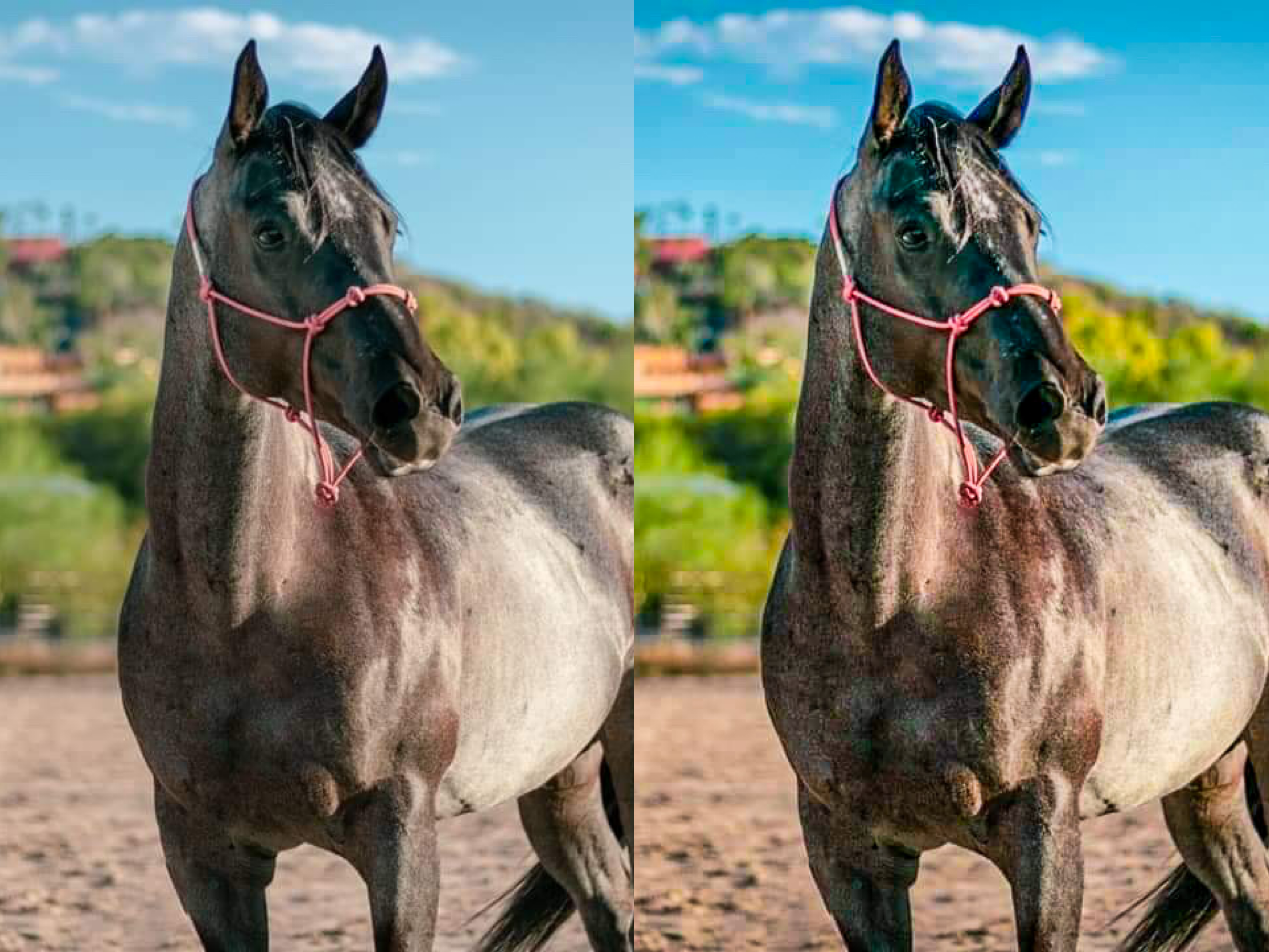 Blue Roan Pack - Modern Cowgirl Presets