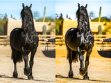 Black Horse Pack - Modern Cowgirl Presets