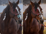 Bay Horse Pack - Modern Cowgirl Presets