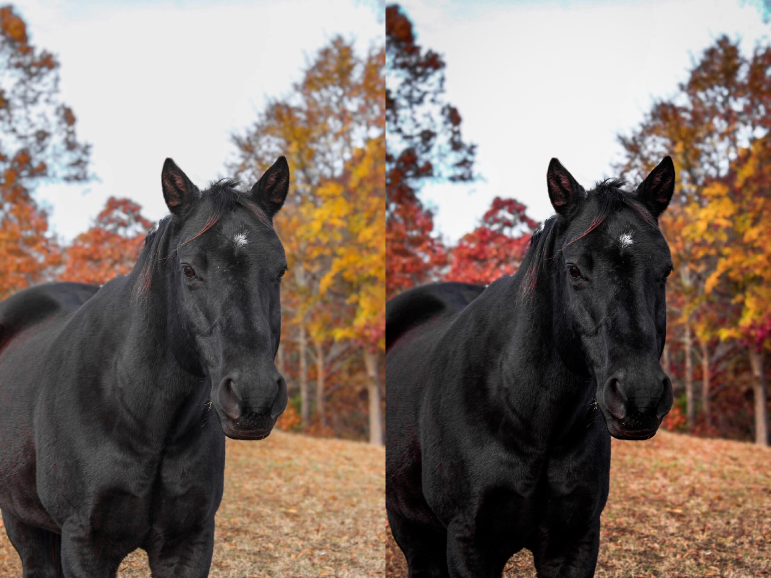 Black Horse Pack - Modern Cowgirl Presets