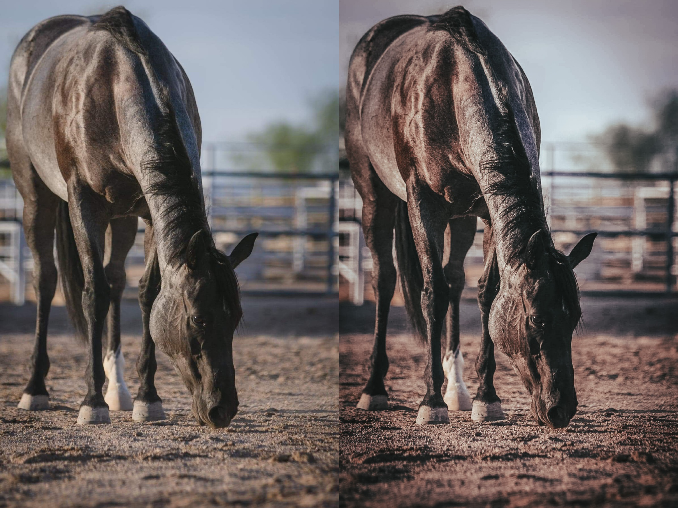 Blue Roan Pack - Modern Cowgirl Presets